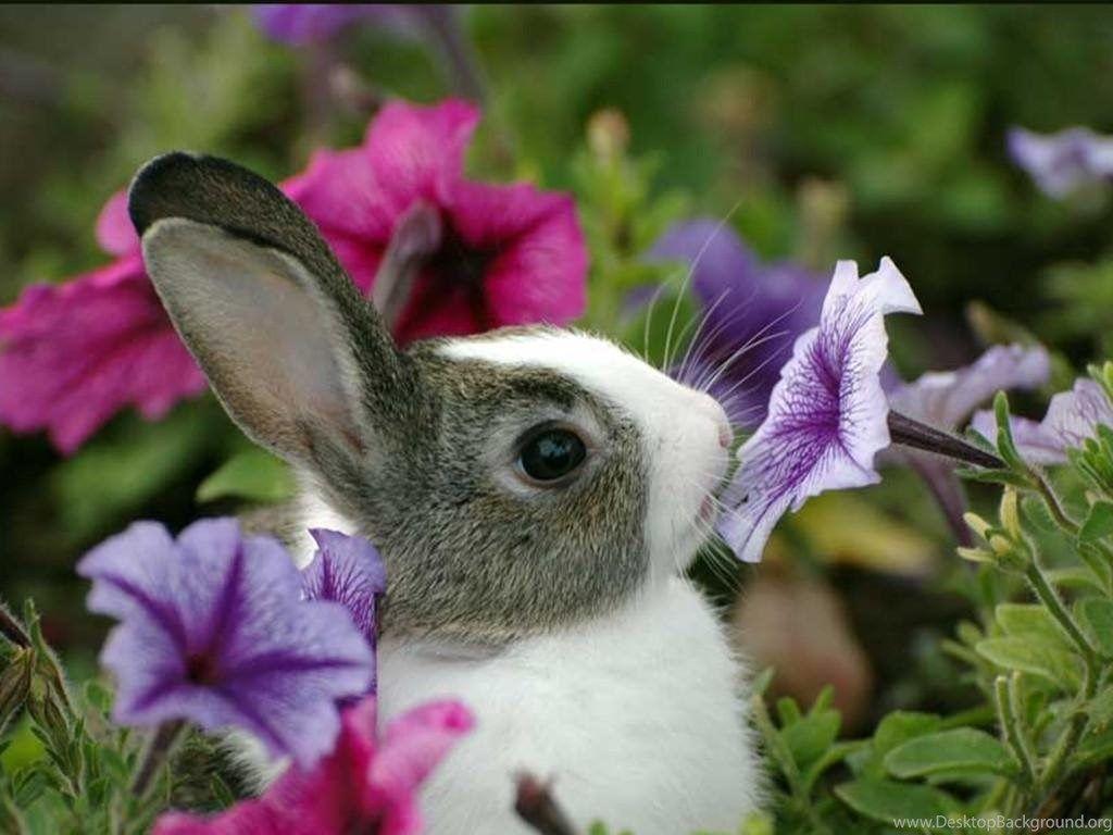 1024x768 Baby Bunny Wallpaper HD Image 3 HD .