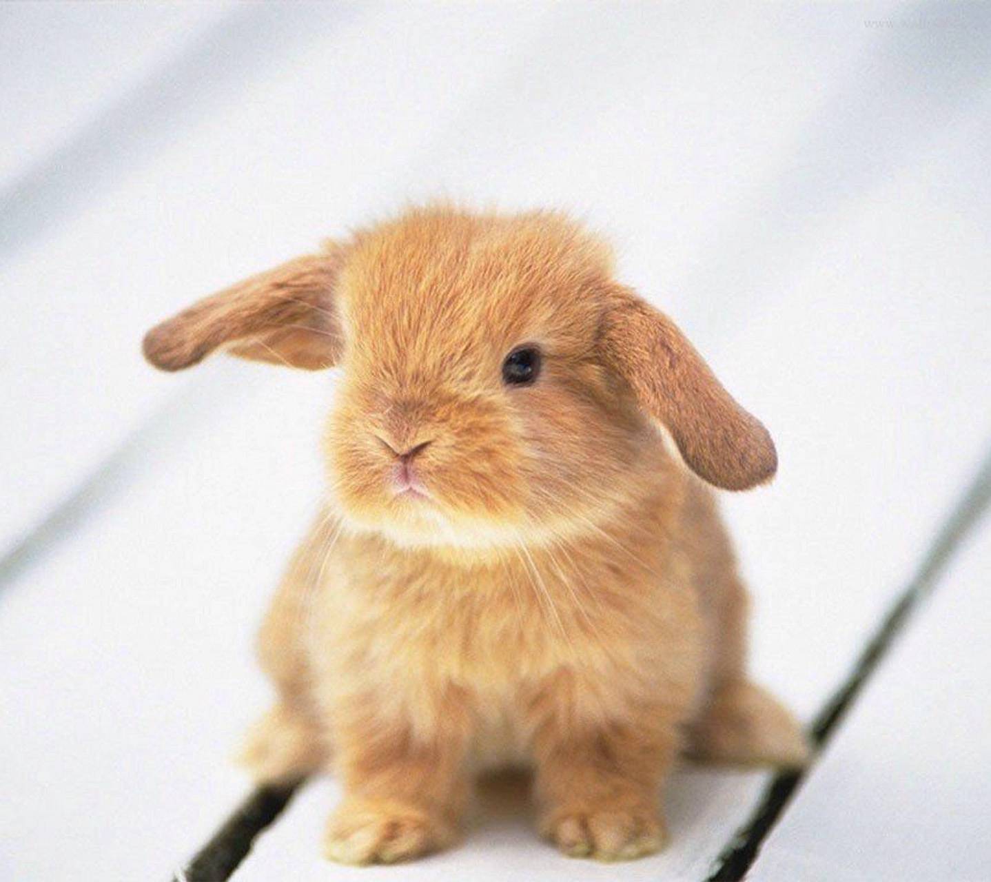 1438x1280 Bunny wallpaper by Camolicious10 .