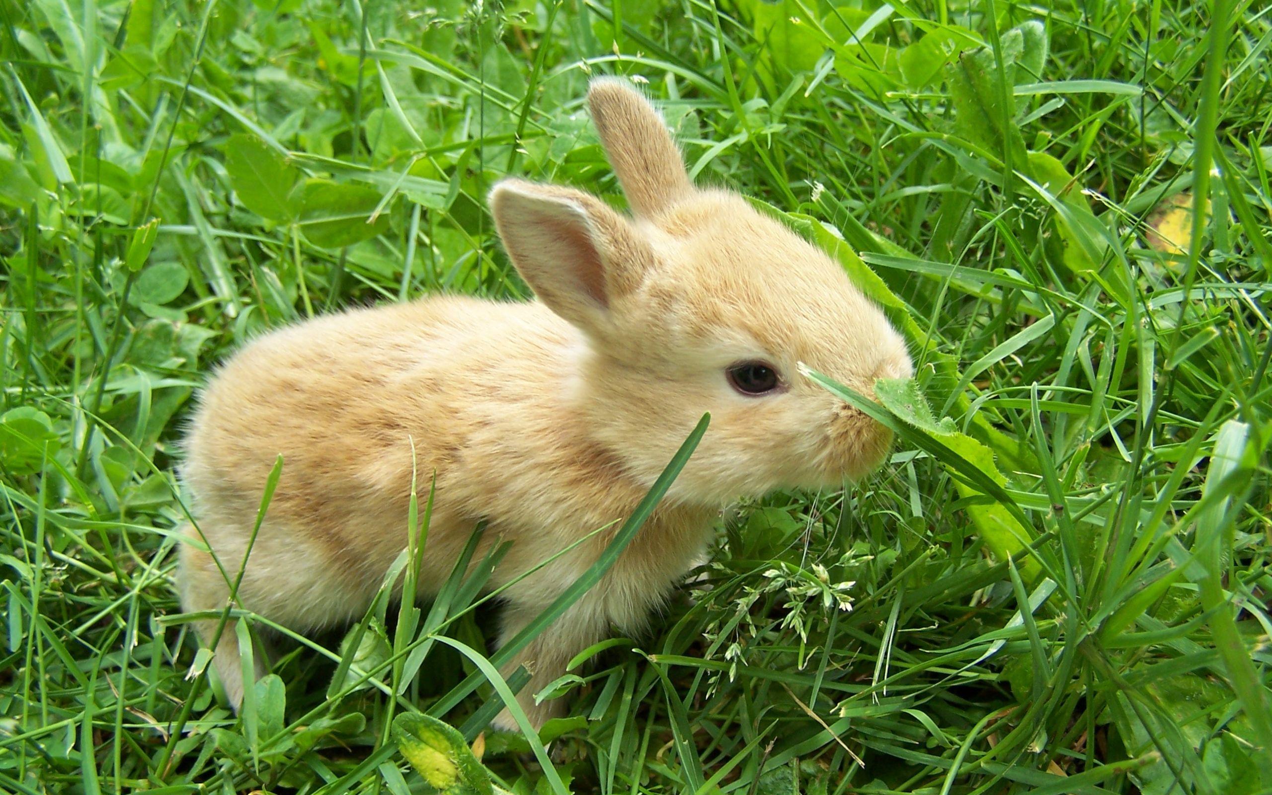 Cute Baby Bunnies Wallpapers - Top Free Cute Baby Bunnies Backgrounds ...