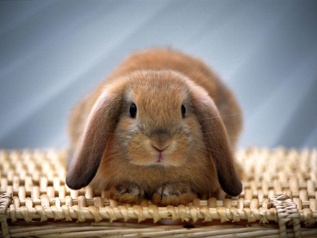 Cute Baby Bunnies Wallpapers - Top Free Cute Baby Bunnies Backgrounds ...