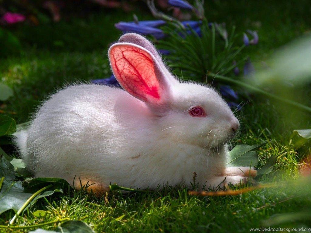1024x768 Cute White Baby Rabbits Wallpaper FREE .