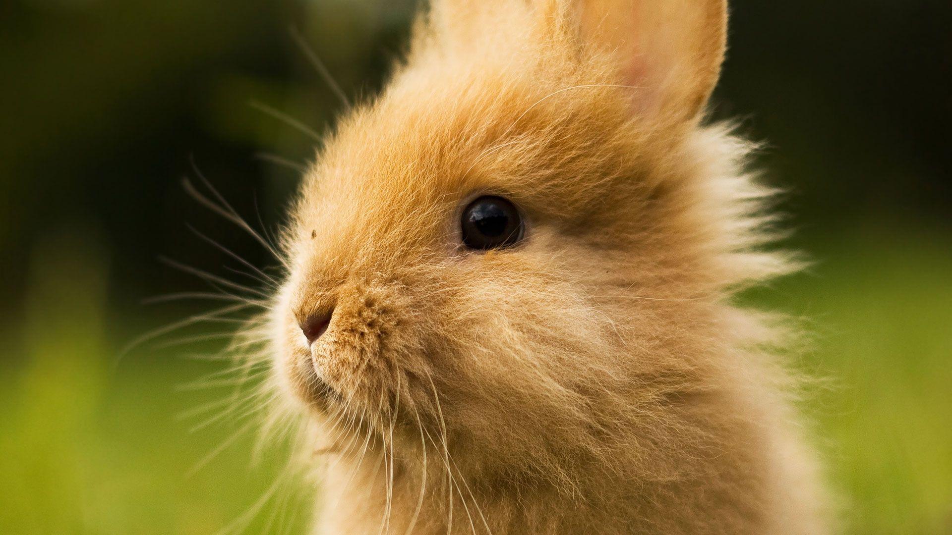 1920x1080 Cute Baby Bunny Wallpaper Hq Begs7 .risdcewp16.