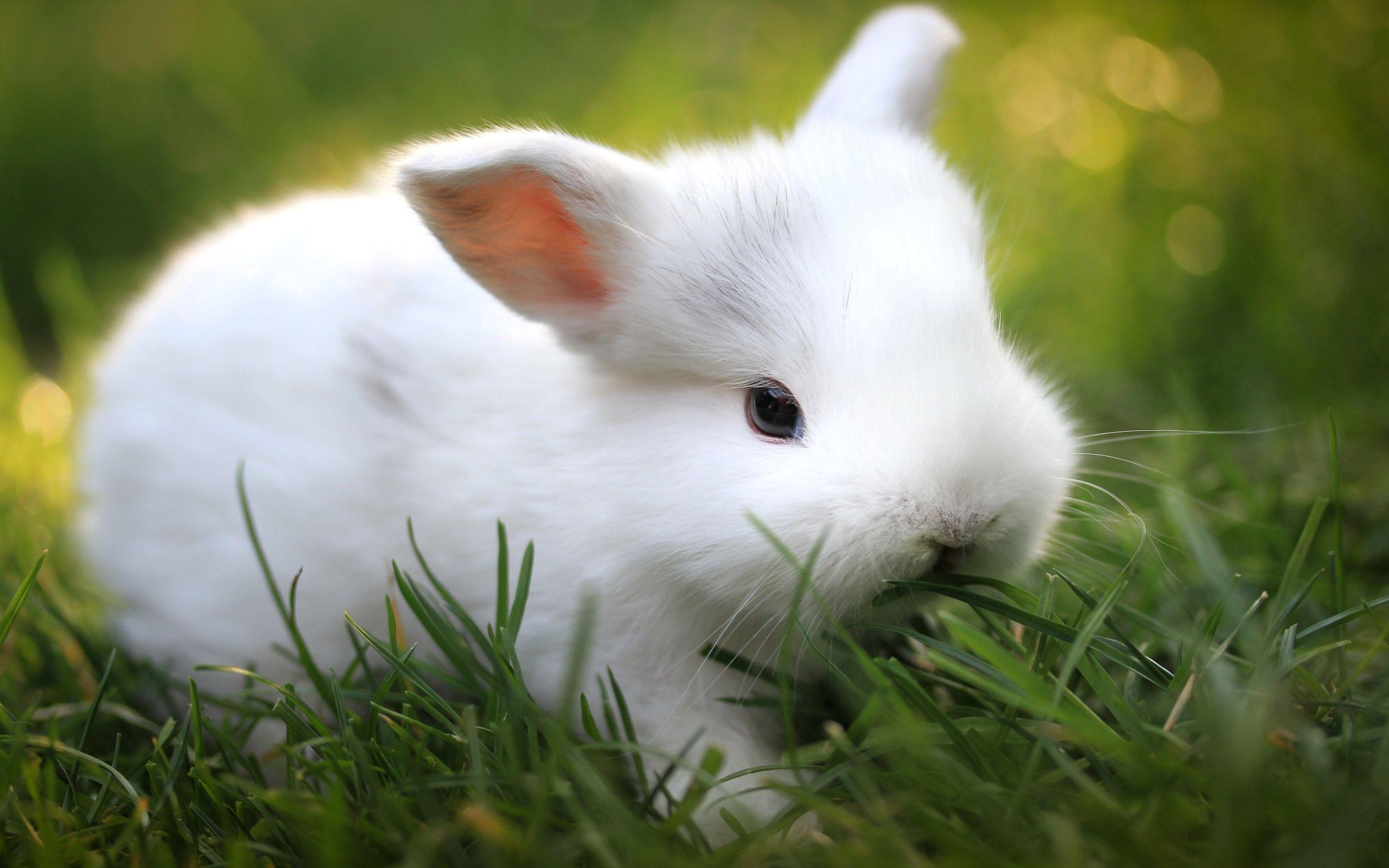 2560x1600 Adorable Rabbit Wallpaper -