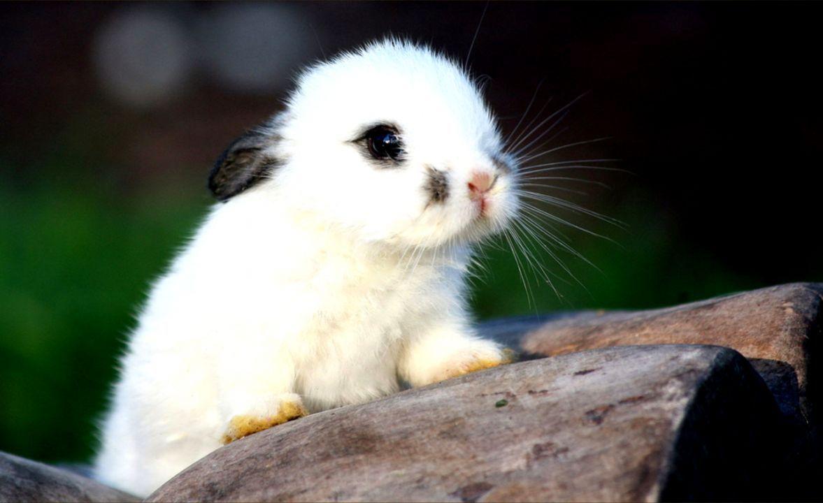 1177x720 Cute White Baby Rabbit Wallpaper posted .