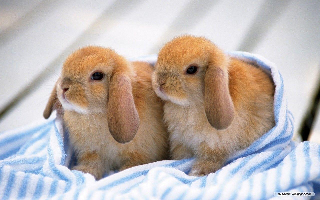 1280x800 Bunnies Cute Wallpaper iPhone .itl.cat