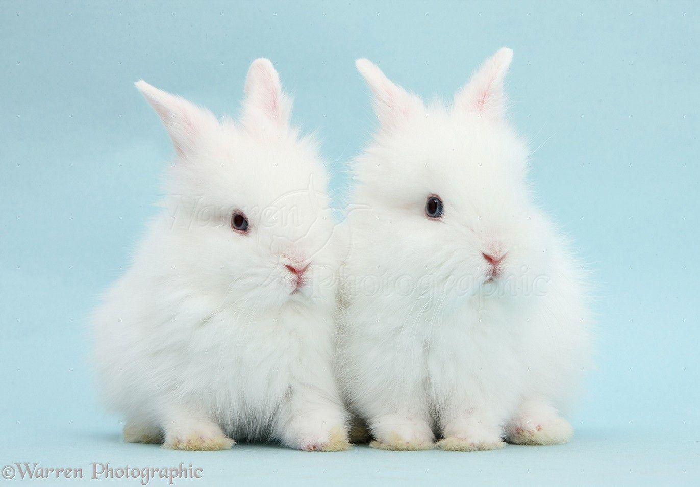 1372x955 Cute White Baby Rabbits .line.