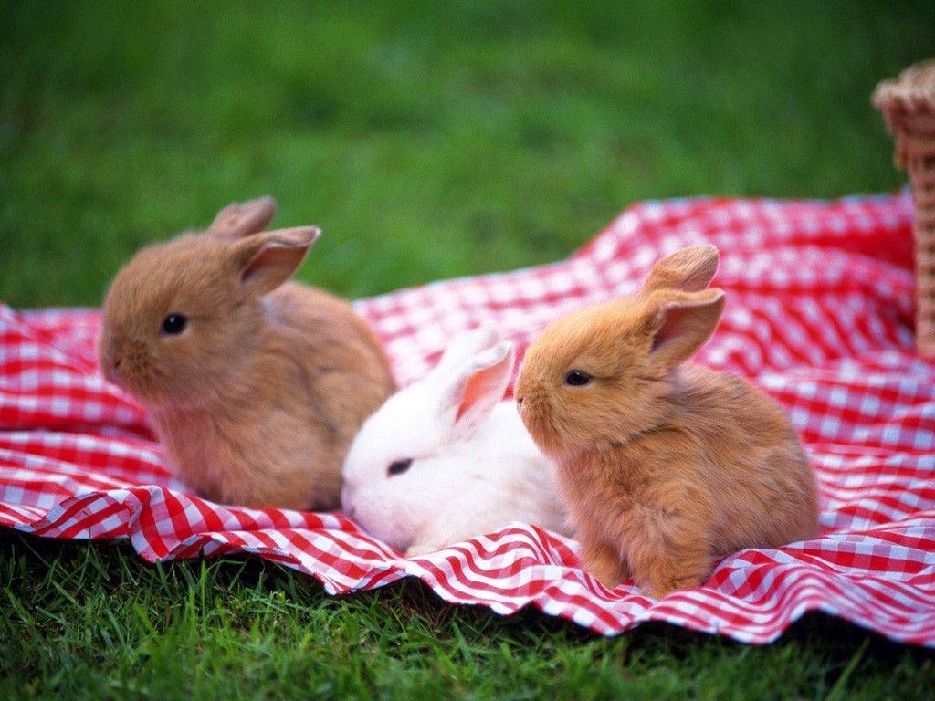 1024x768 Cute Baby Rabbits 9031 HD Wallpaper .