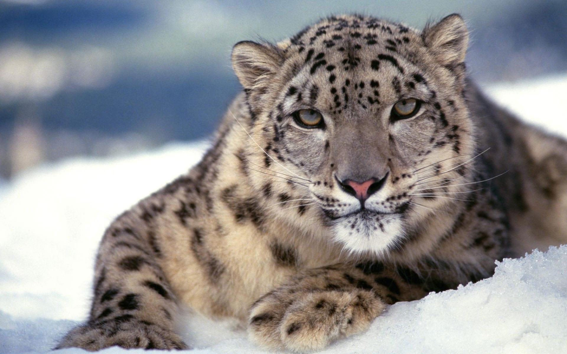 1920x1200 Snow Leopard HD