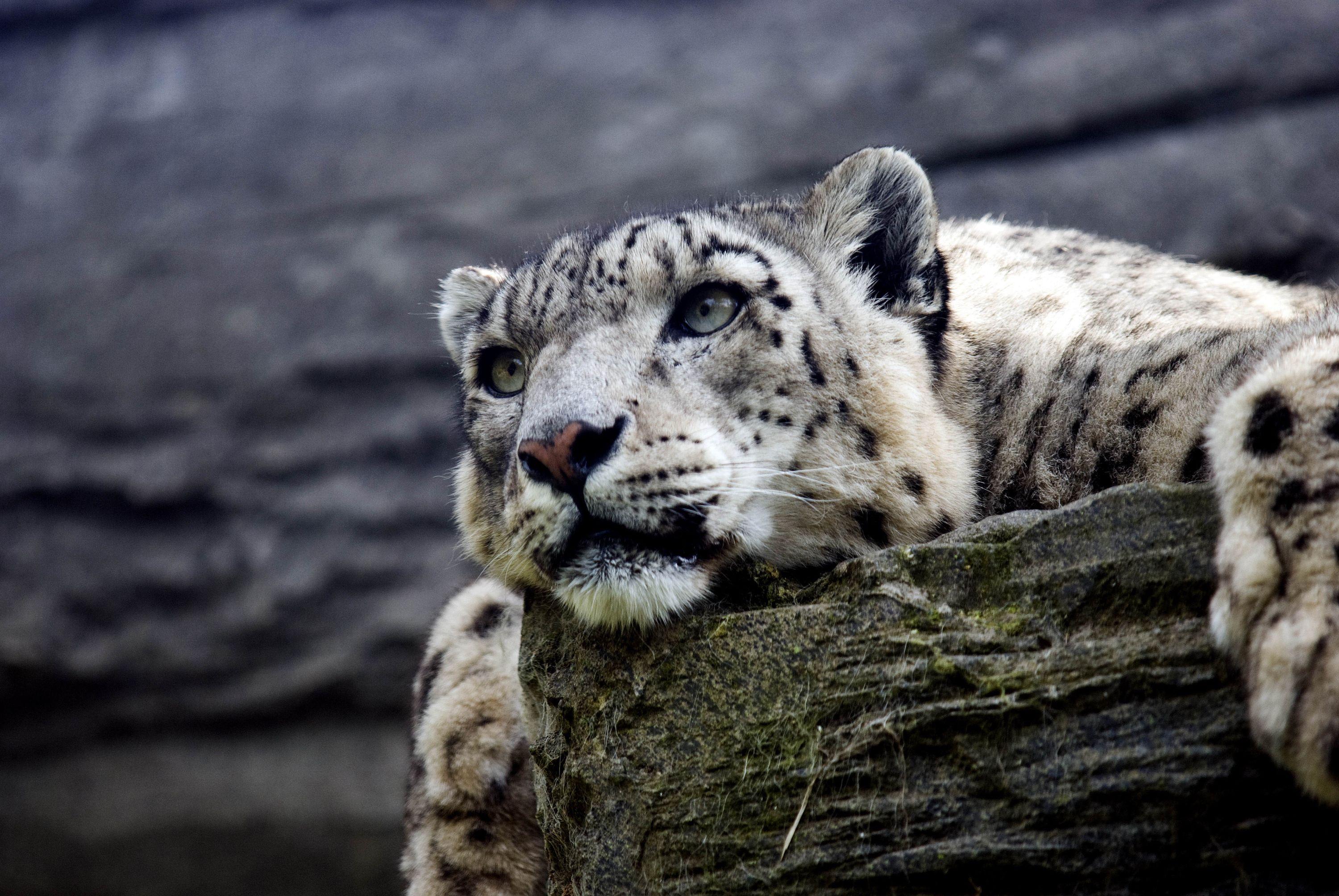 3000x2008 Snow Leopard Hd, HD Animals, 4k .