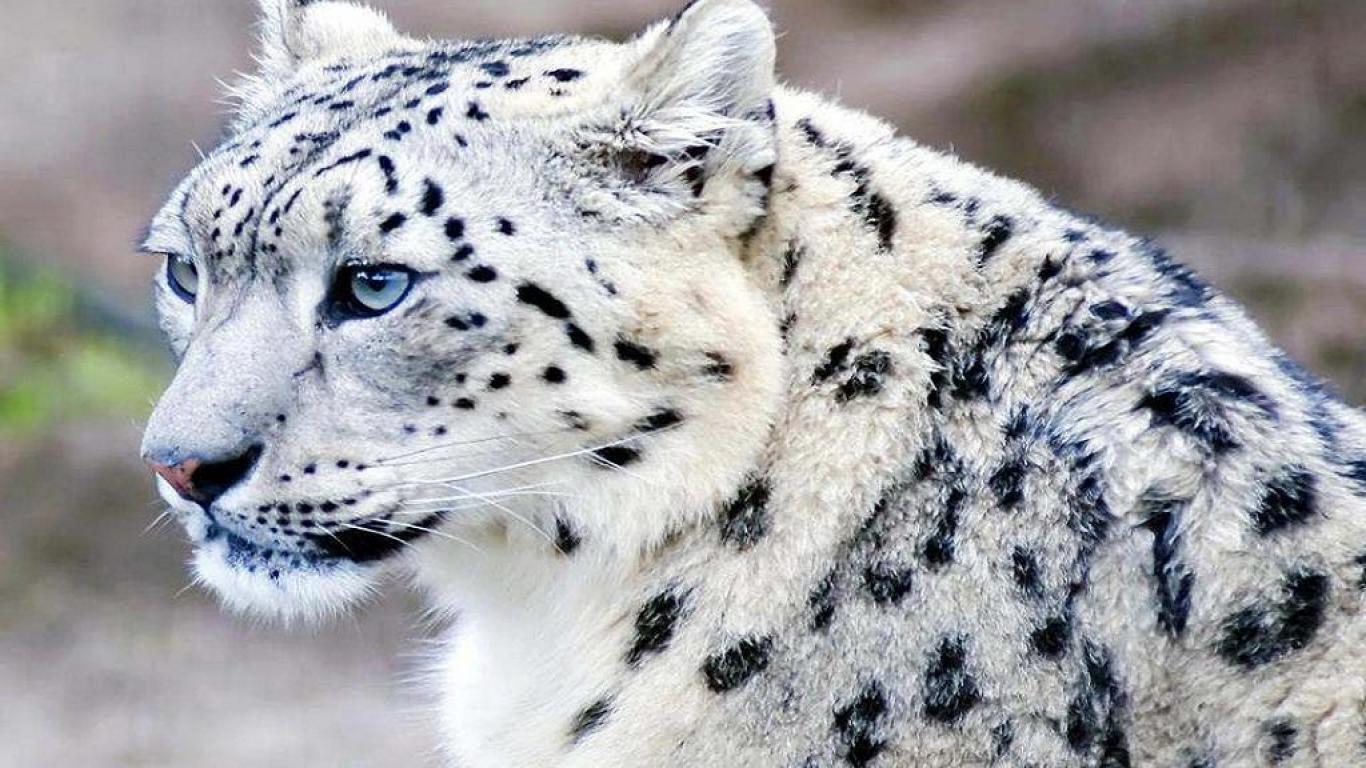 1366x768 Snow Leopard Mac Wallpaper .