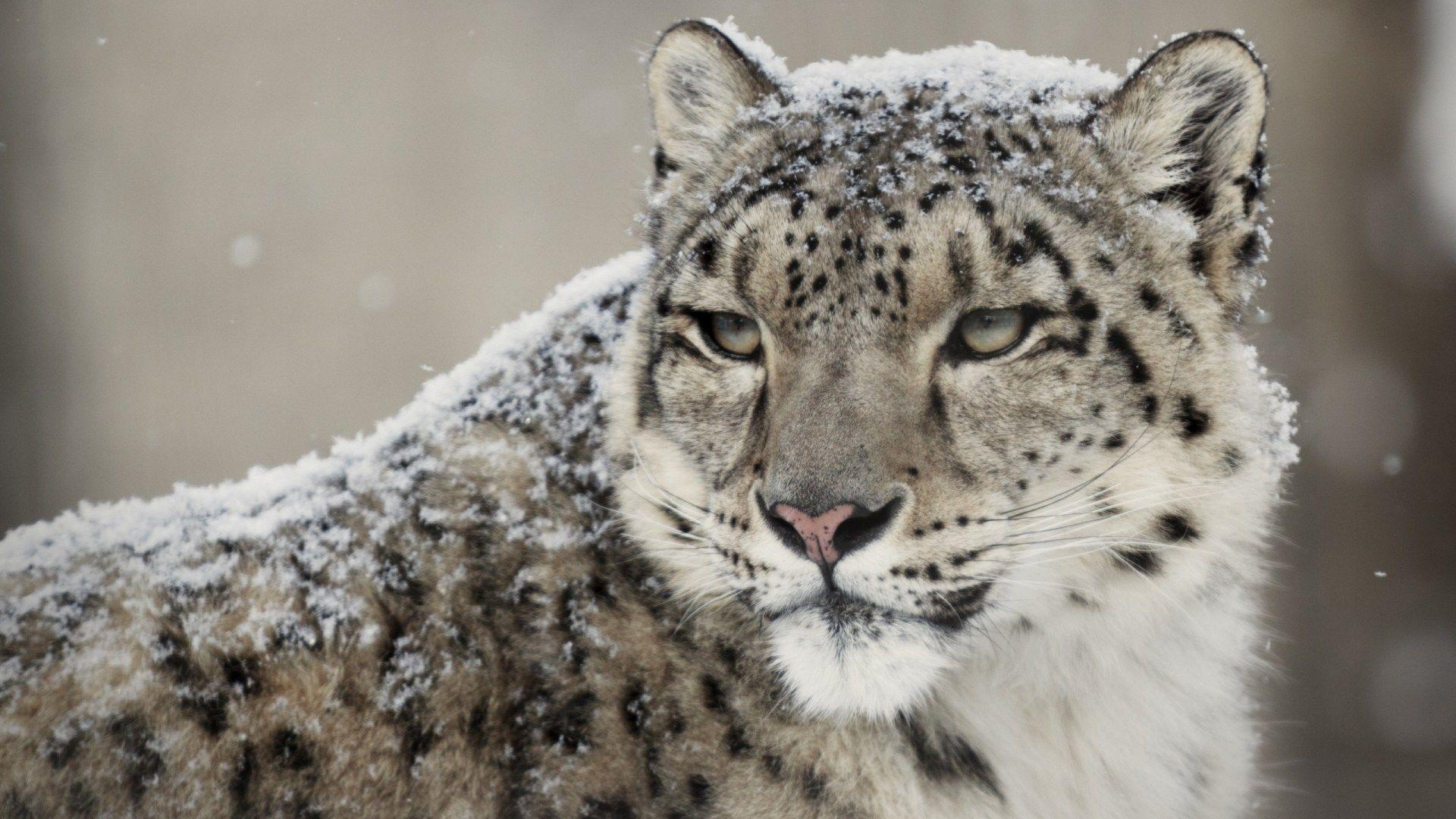 1920x1080 Leopard, Snow Leopard HD Wallpaper .