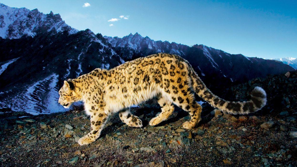 1245x700 Prowling Snow Leopard HD Wallpaper .