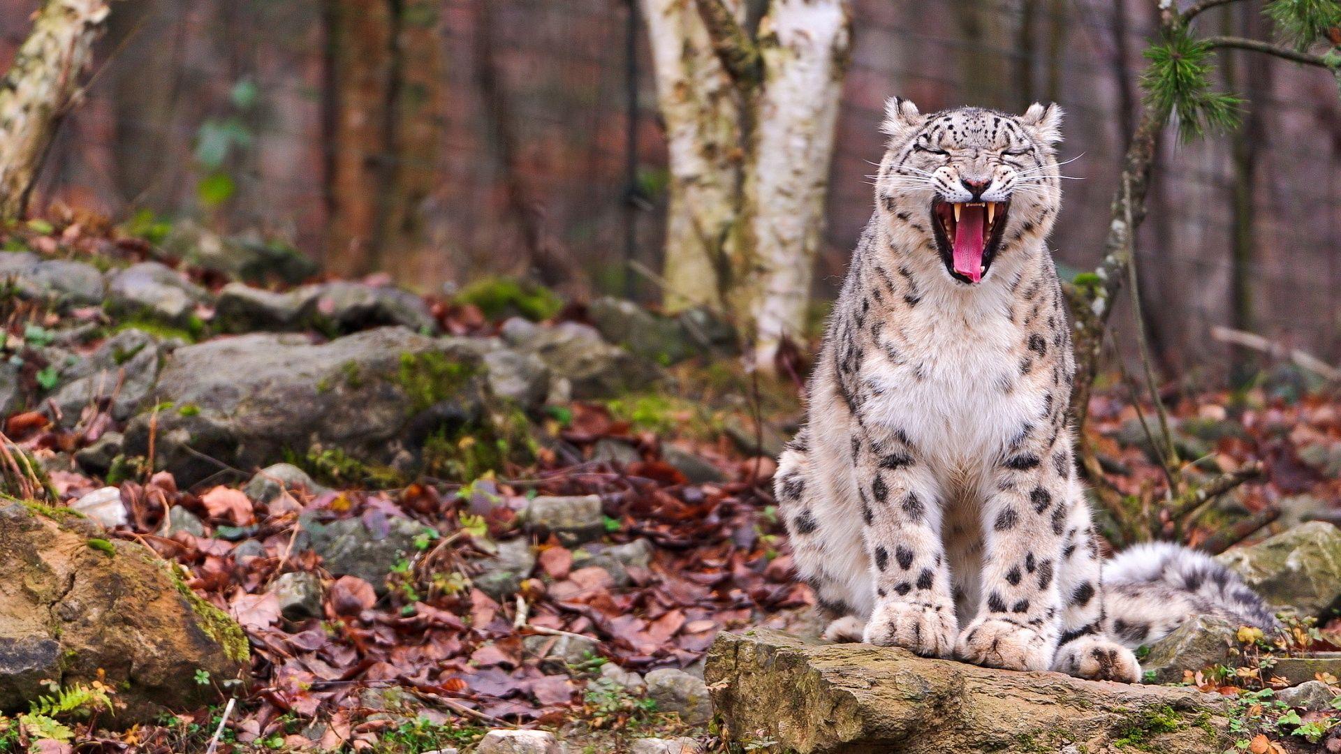 1920x1080 Snow Leopard HD -