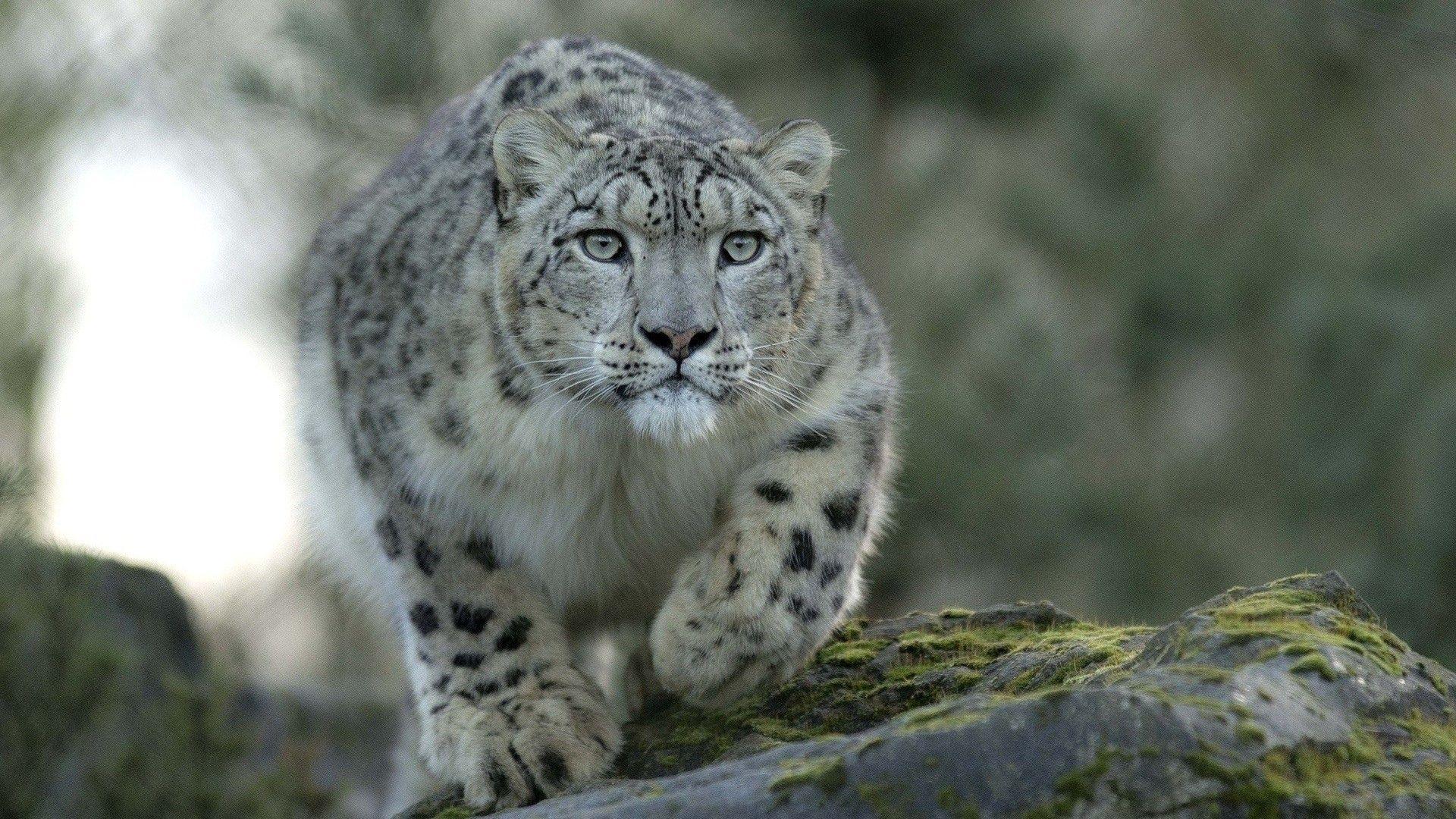 1920x1080 Snow Leopard HD Wallpaper 4K .line.