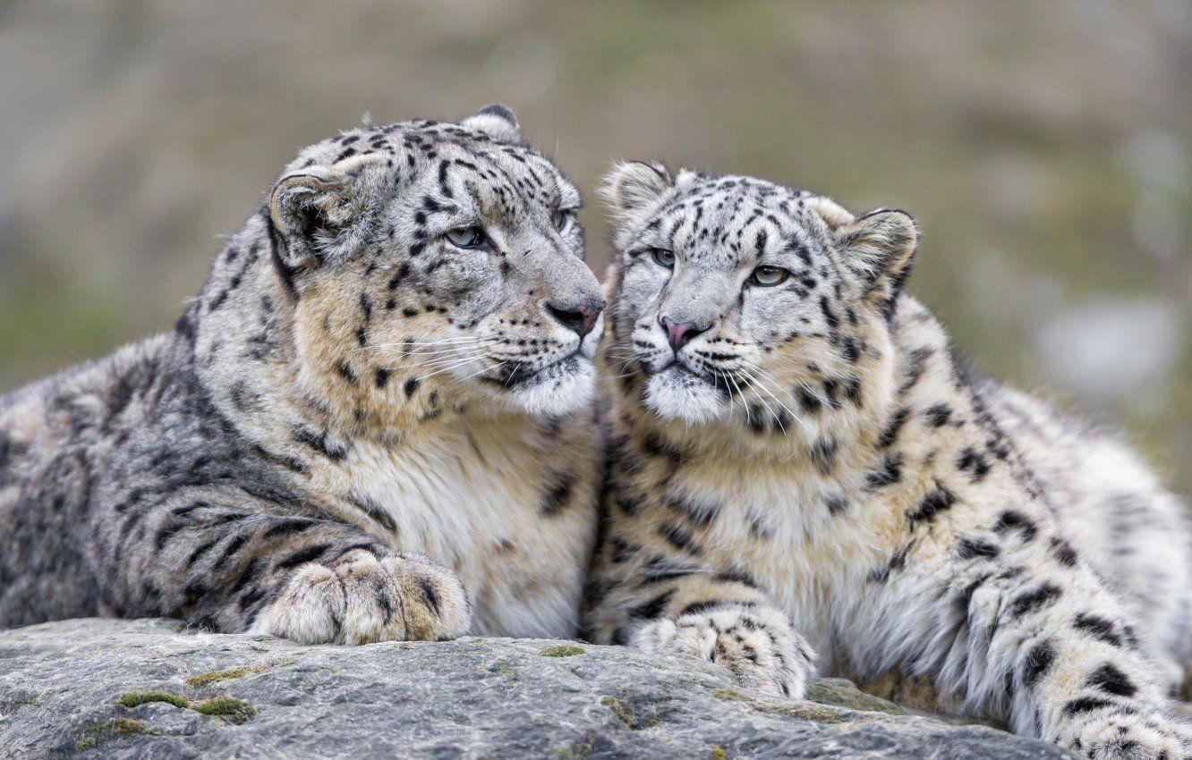 1332x850 Snow Leopard HD Desktop Wallpaper 79689 .