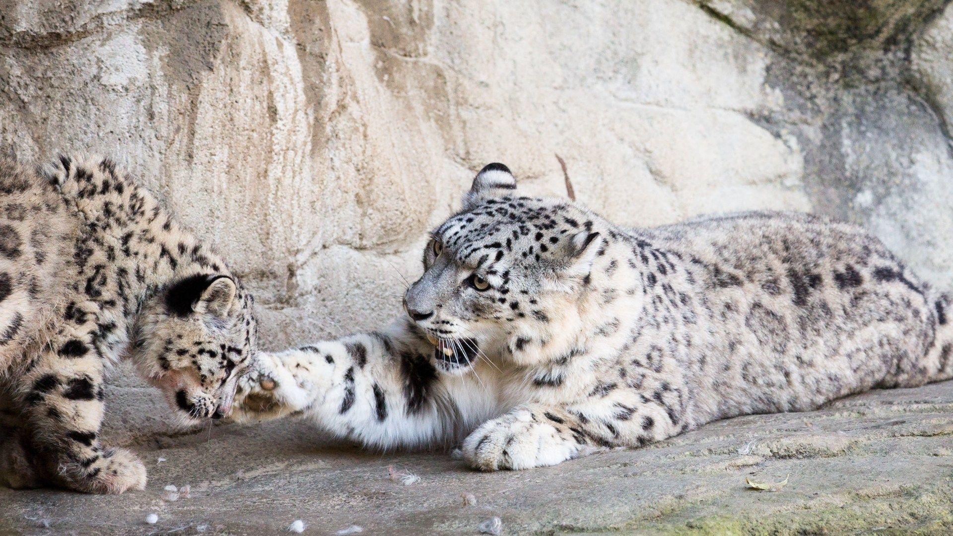 1920x1080 Leopard, Snow Leopard HD Wallpaper .