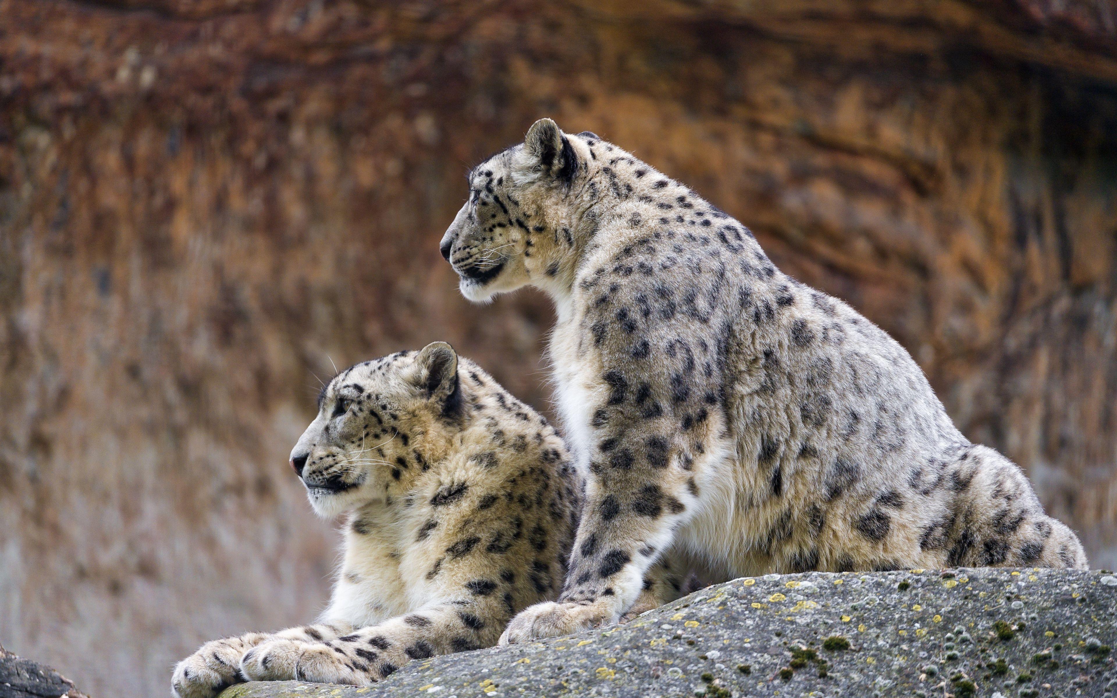 3840x2400 Wallpaper Snow Leopard, Irbis, Predator .itl.cat