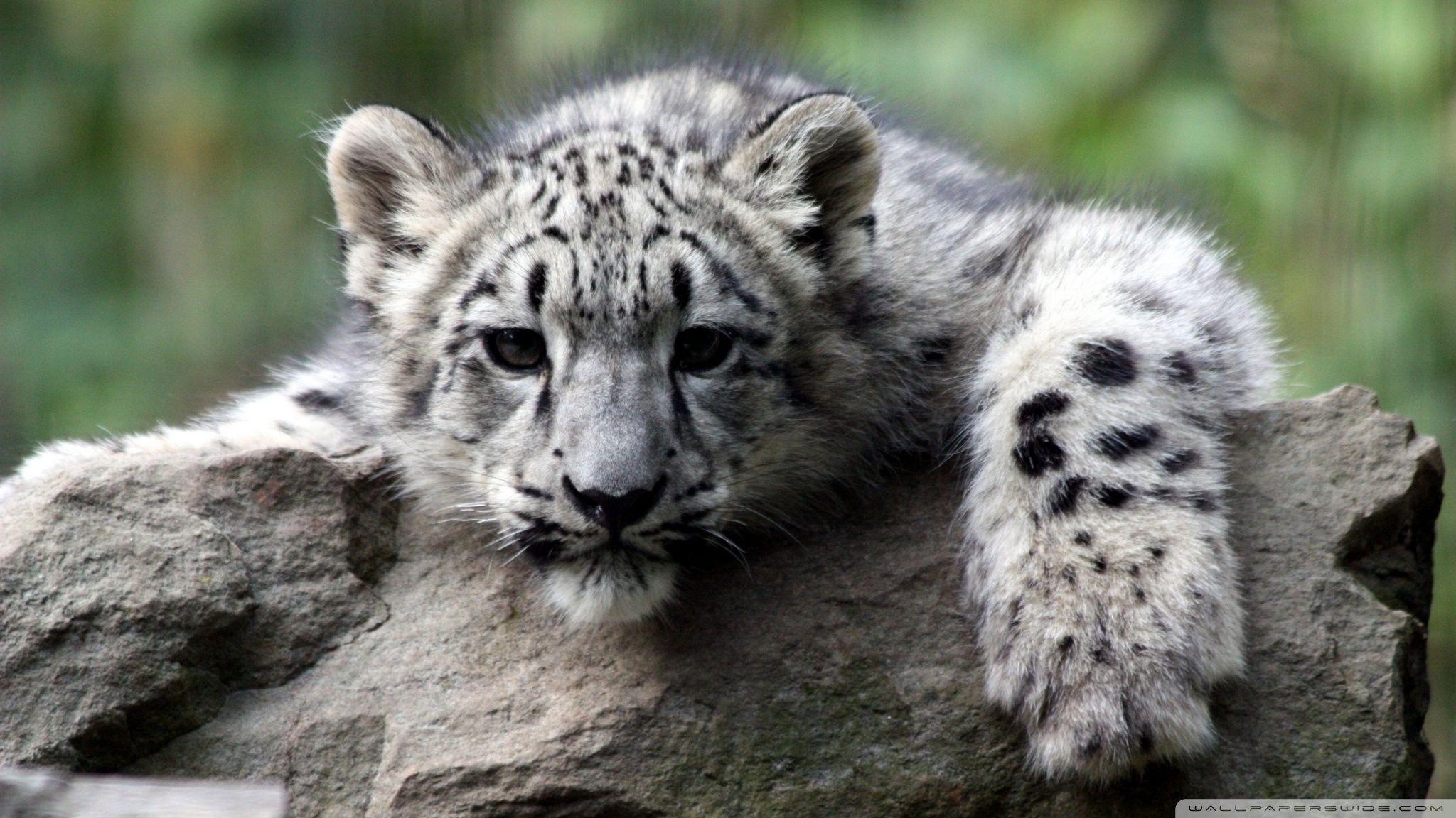 2048x1152 Snow Leopard Cub Ultra HD Desktop .