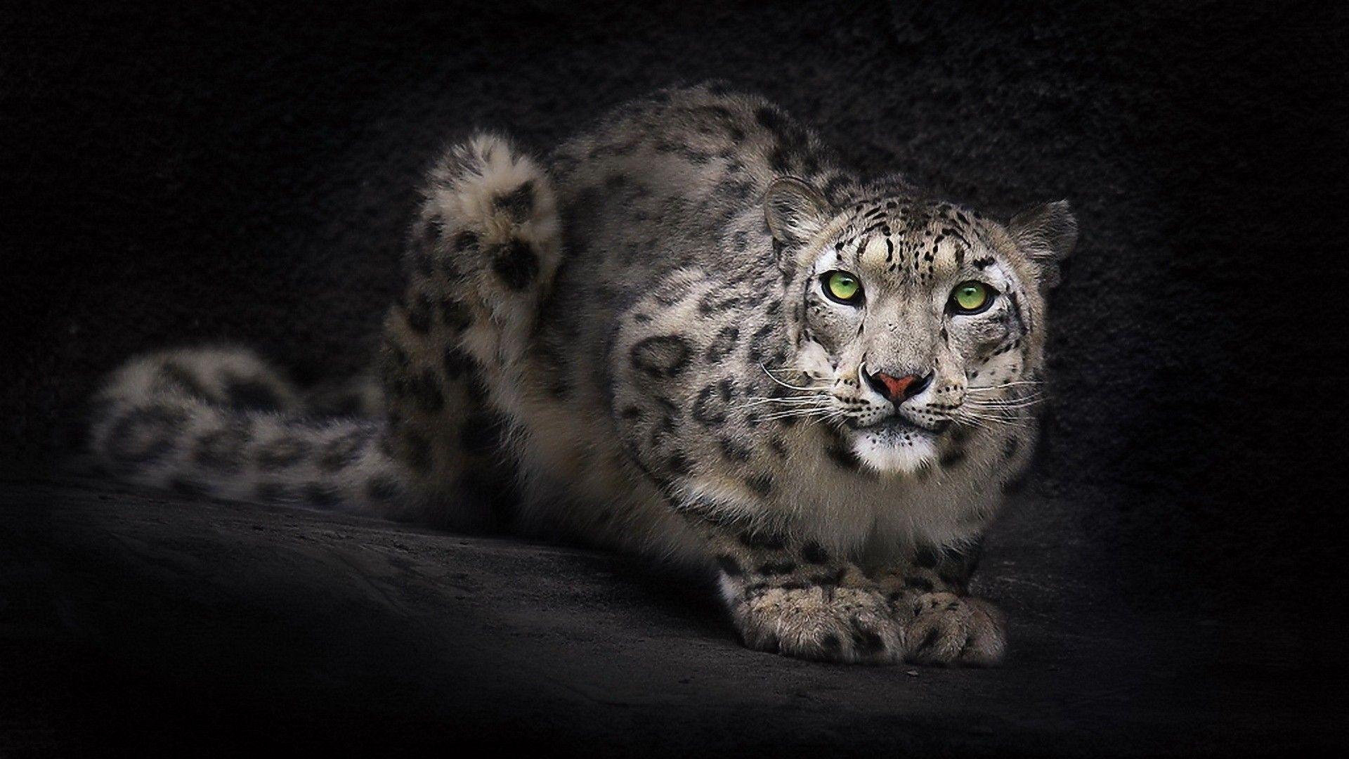 1920x1080 Snow Leopard HD Wallpaper Background .avante.biz