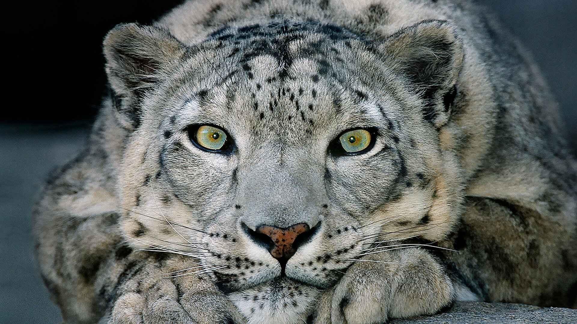 1920x1080 Snow Leopard Wallpaper HD : background .
