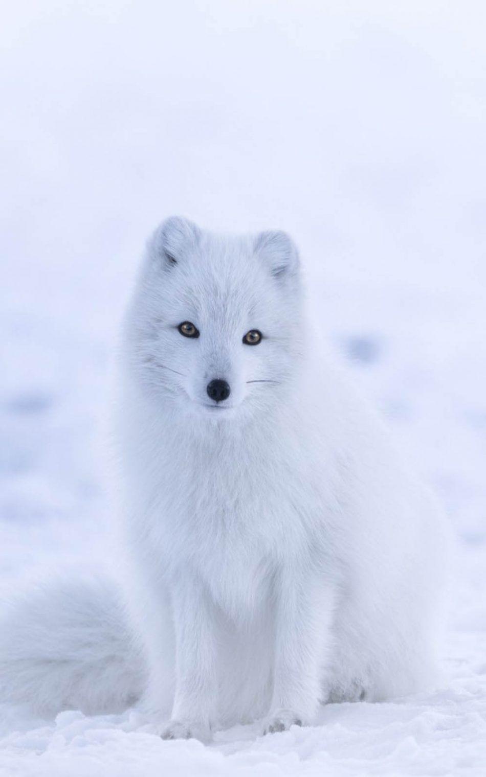 950x1520 Cute White Arctic Fox 4K Ultra HD .