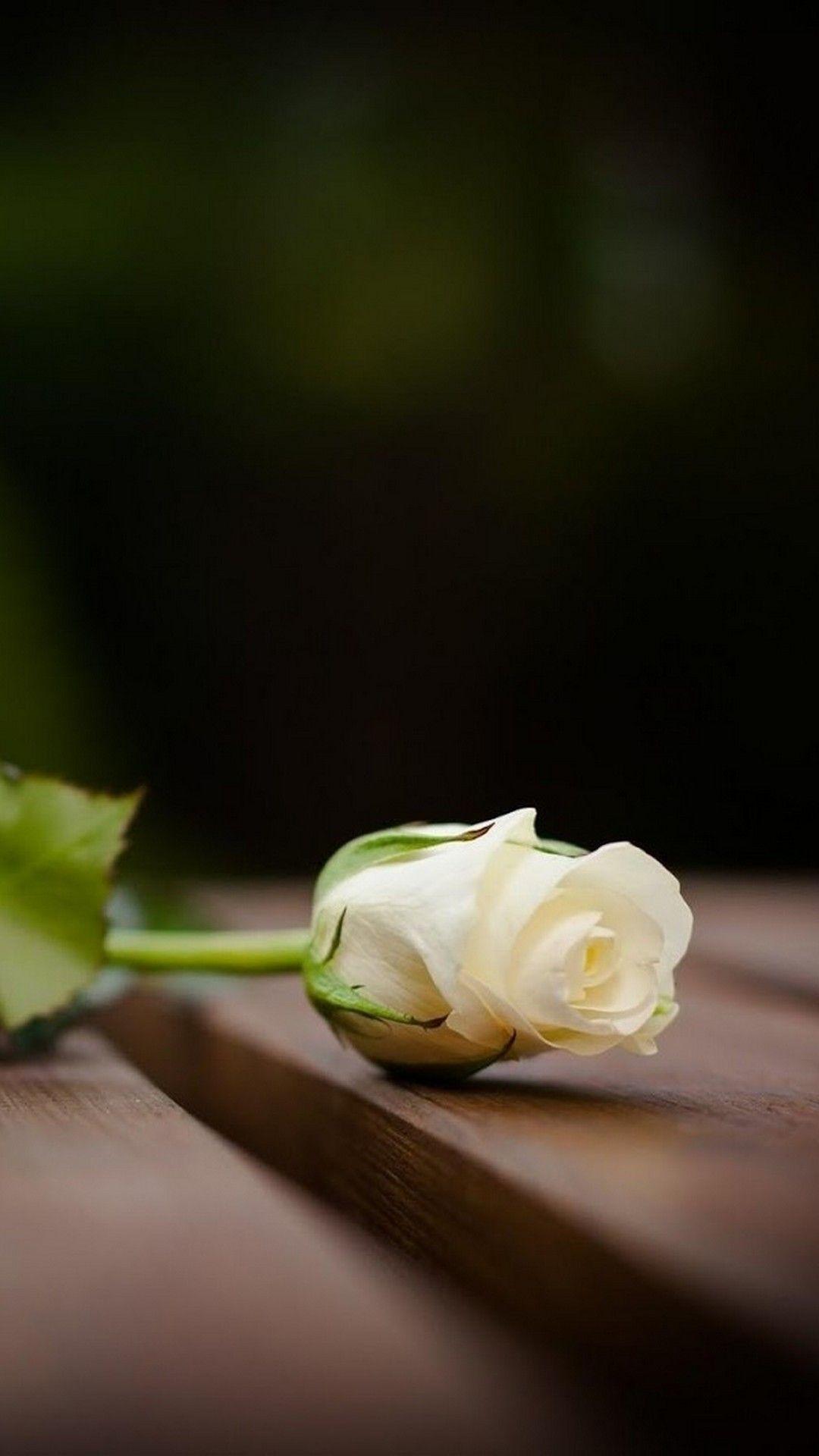 1080x1920 White Flower Mobile Wallpaper HD .