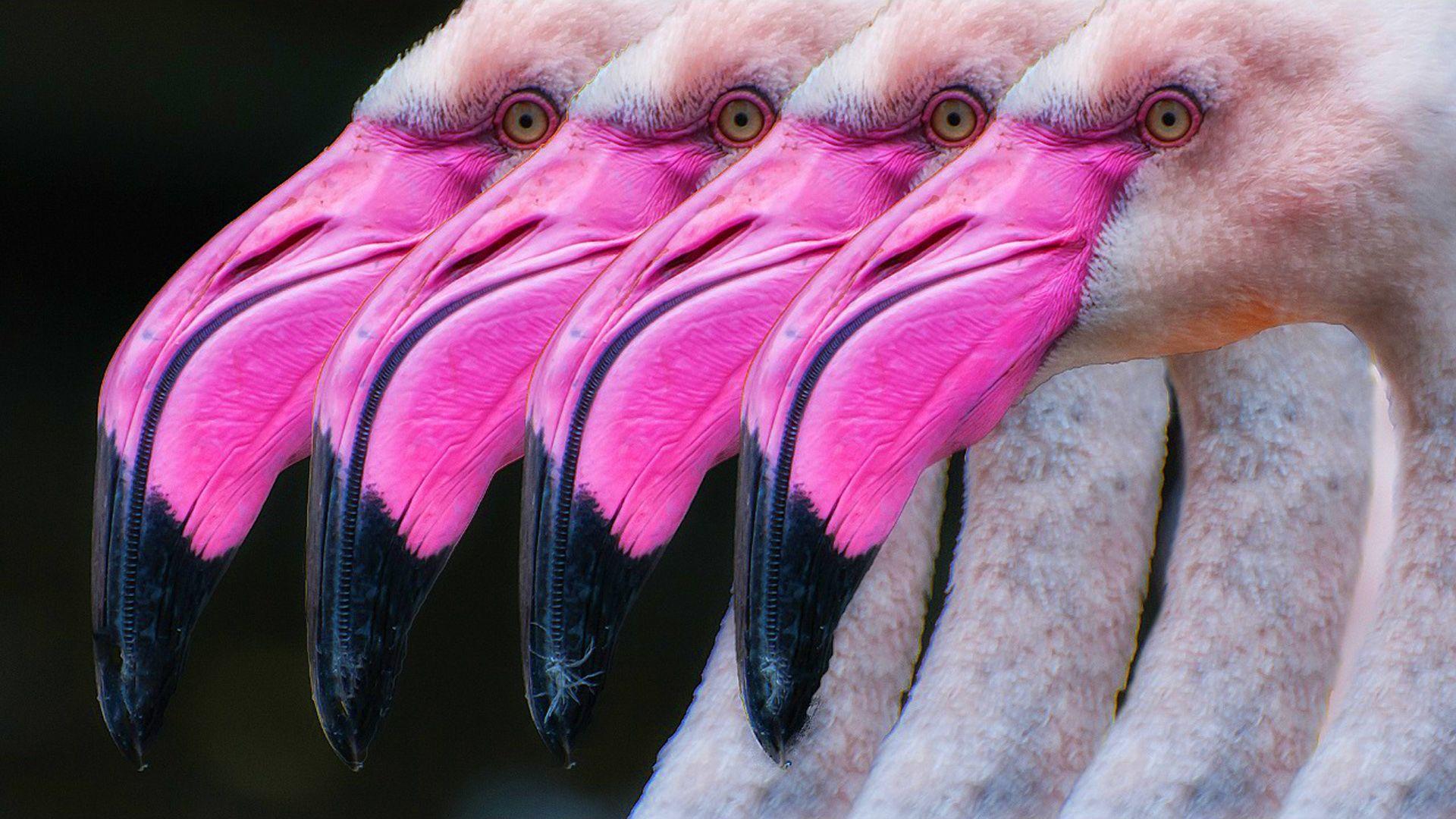 1920x1080 Pink Flamingo. Animals