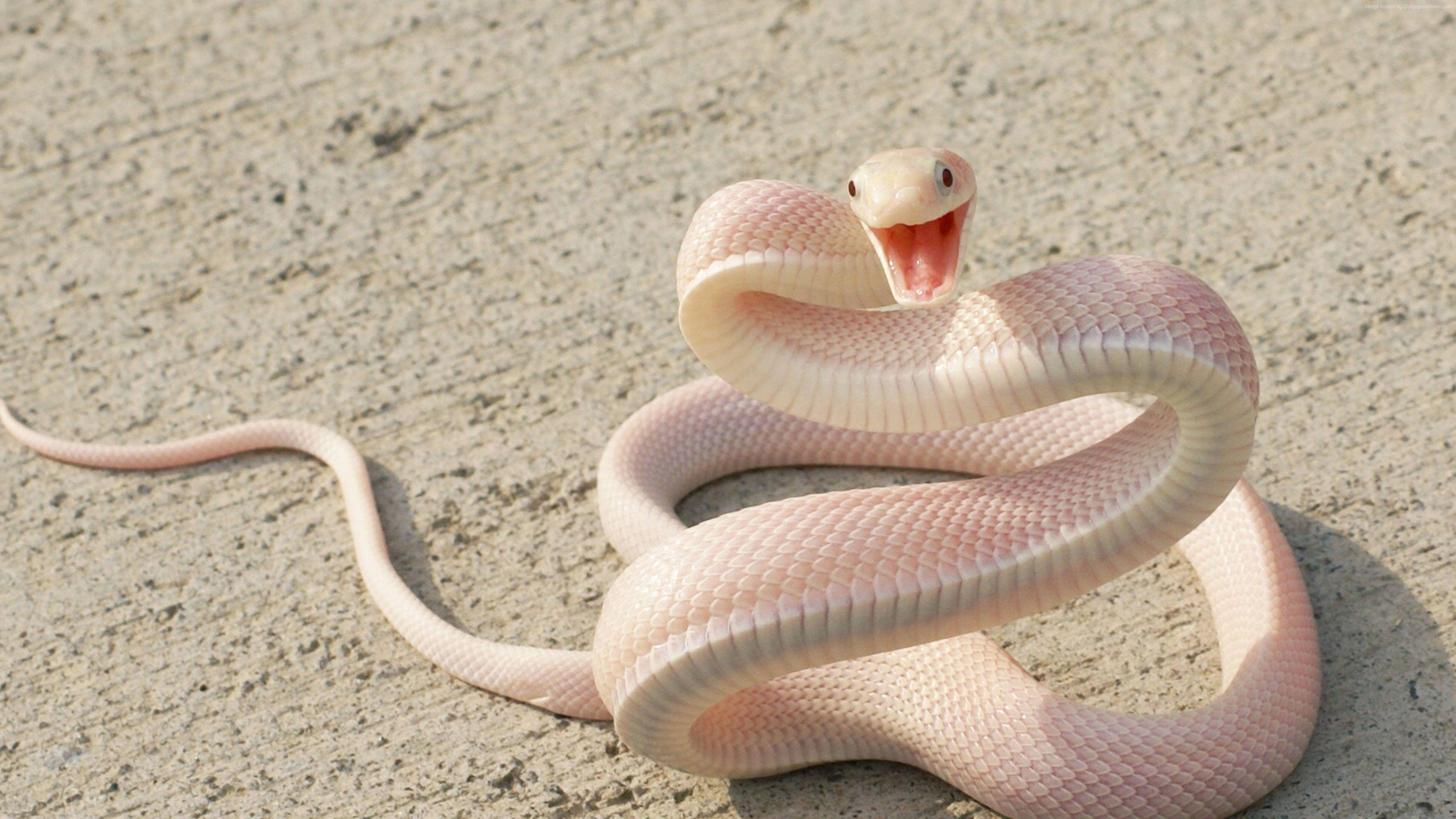 3840x2160 Wallpaper Snake, Pink Snake, asphalt .