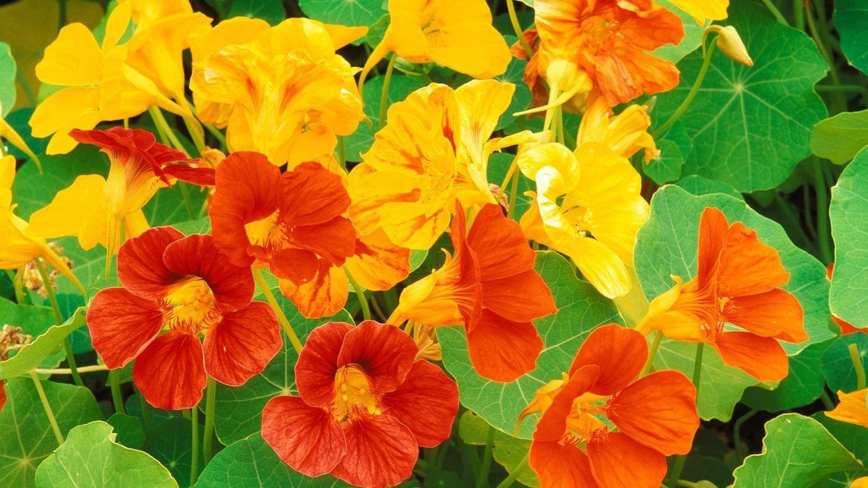 Nasturtium Wallpapers - Top Free Nasturtium Backgrounds - WallpaperAccess