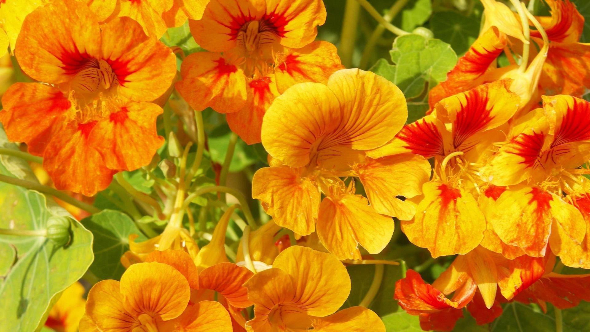 Nasturtium Wallpapers - Top Free Nasturtium Backgrounds - WallpaperAccess