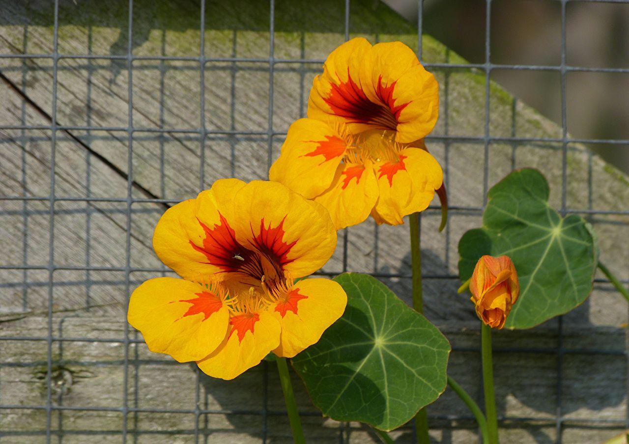 Nasturtium Wallpapers - Top Free Nasturtium Backgrounds - WallpaperAccess