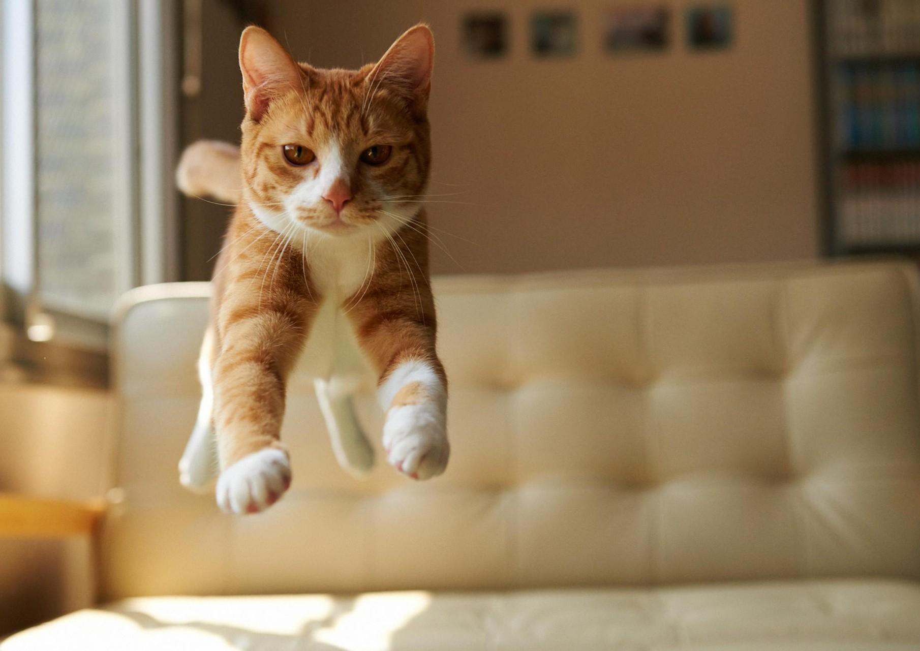 1810x1281 Funny Cat Wallpaper Follower Is .