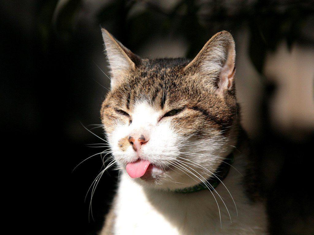 1024x768 Funny Cat Wallpaperwallpaper.dog