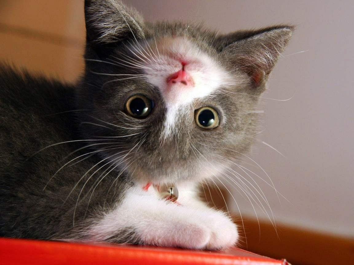 1152x864 Crazy Cat Mobile Wallpaper .