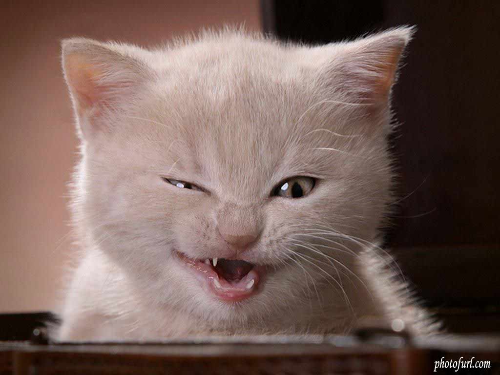 1024x768 Funny Cat