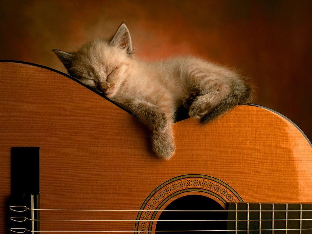 1024x768 Funny cat wallpaper .com