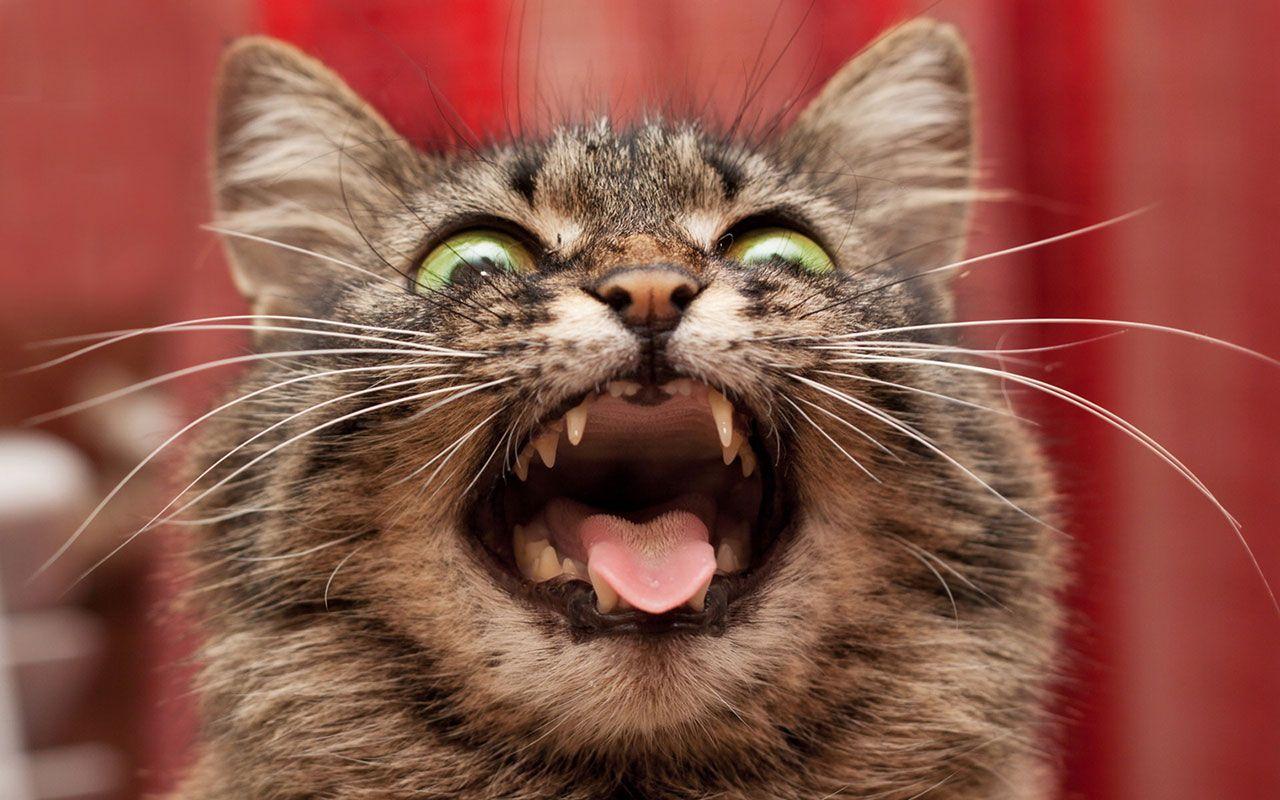 Weird Cat Wallpapers - Top Free Weird Cat Backgrounds - WallpaperAccess