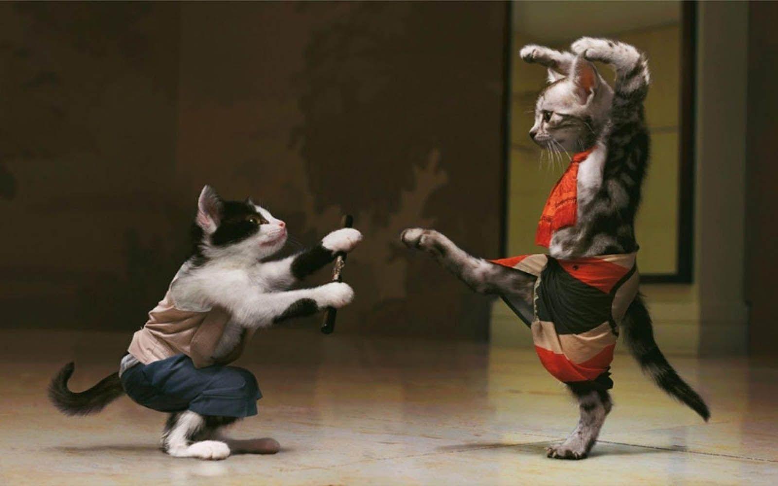 1600x1000 Funny Cat Desktop Wallpaper .