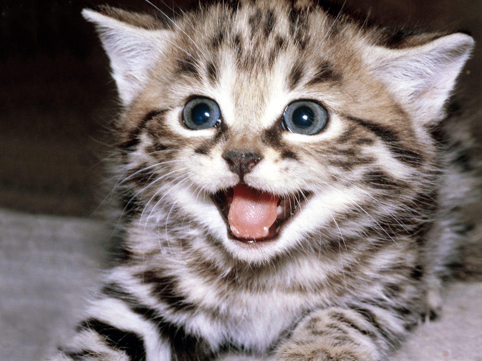 1600x1200 Funny Cat Blog 1 High Resolution .