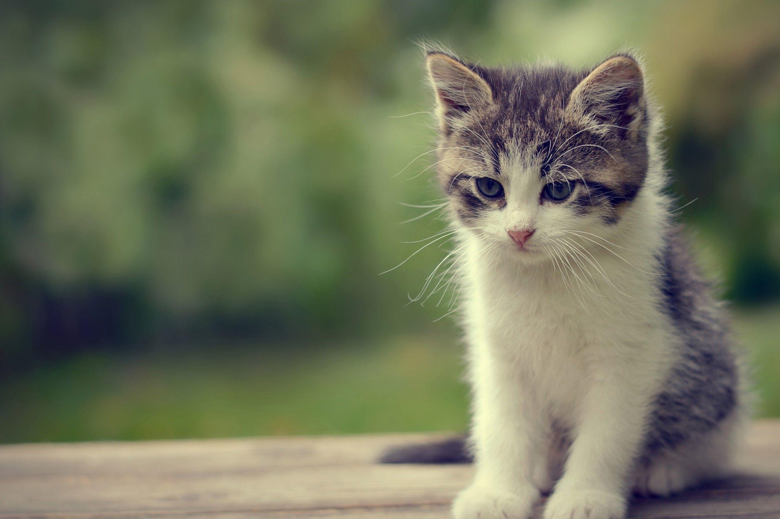 2545x1692 Cute cats photo, Cute cat