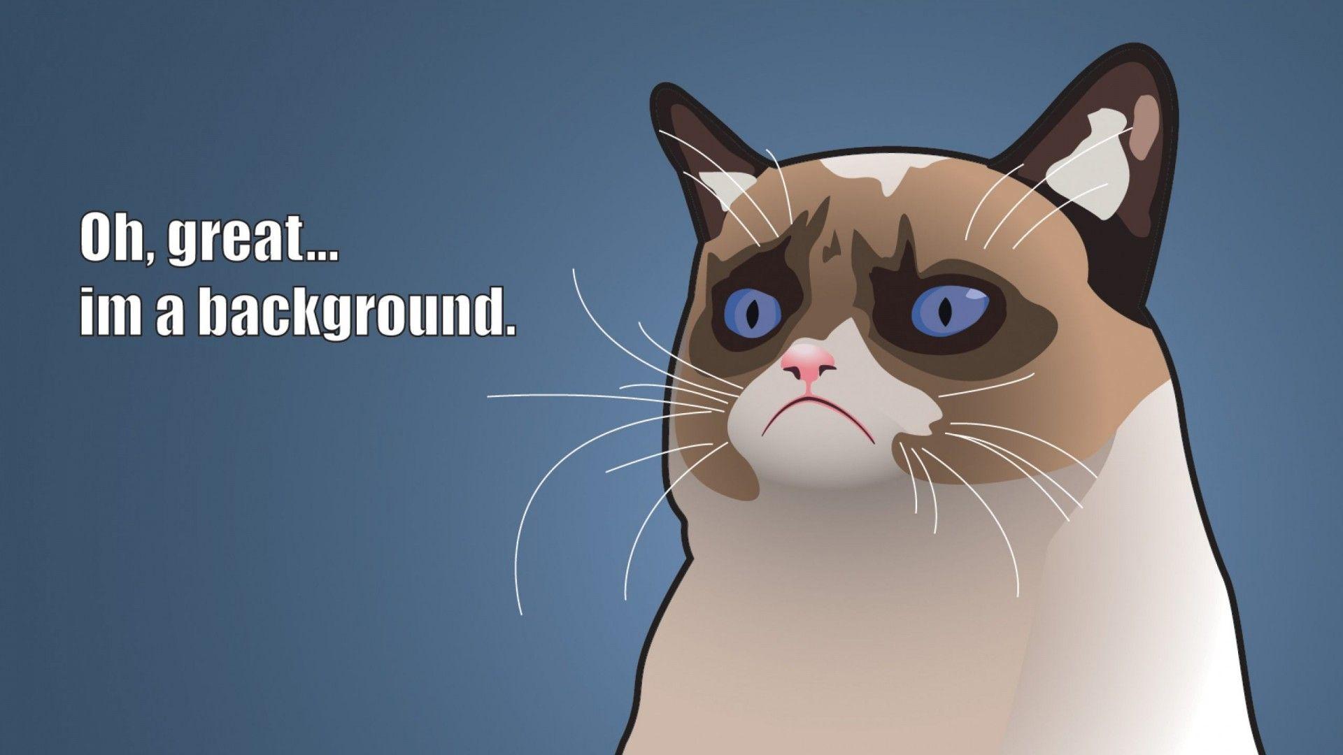 1920x1080 Funny Cat Wallpaper : High Definition .