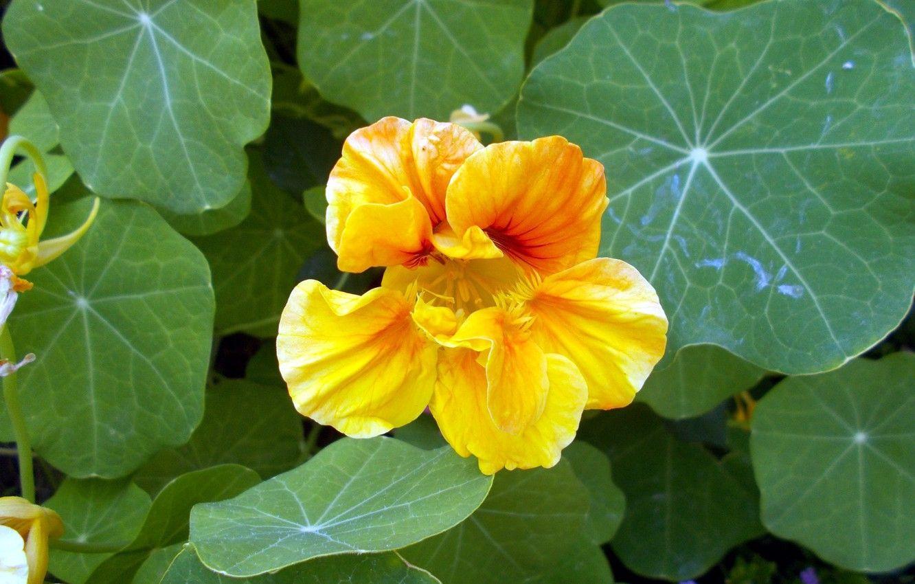 Nasturtium Wallpapers - Top Free Nasturtium Backgrounds - WallpaperAccess