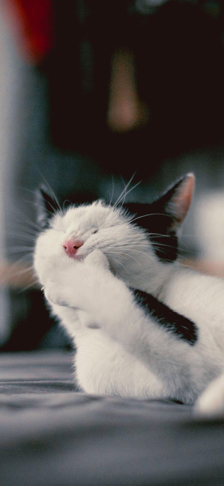 736x1592 cat #cats #catwallpaper #catwallpaper .de