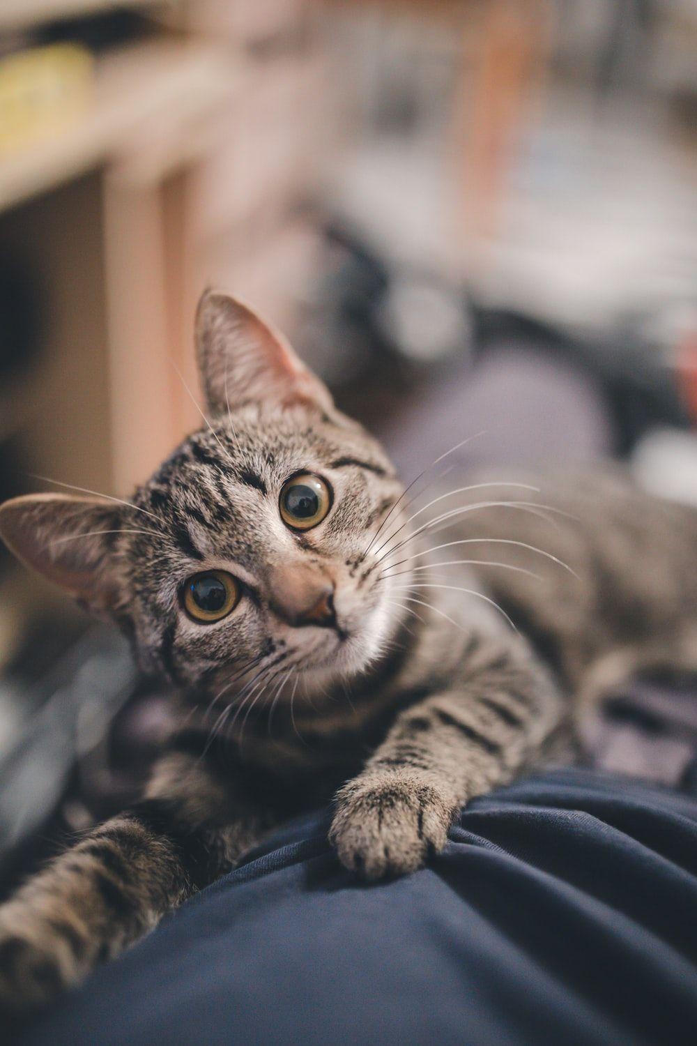 1000x1500 Funny Cat Picture. Download Free .com