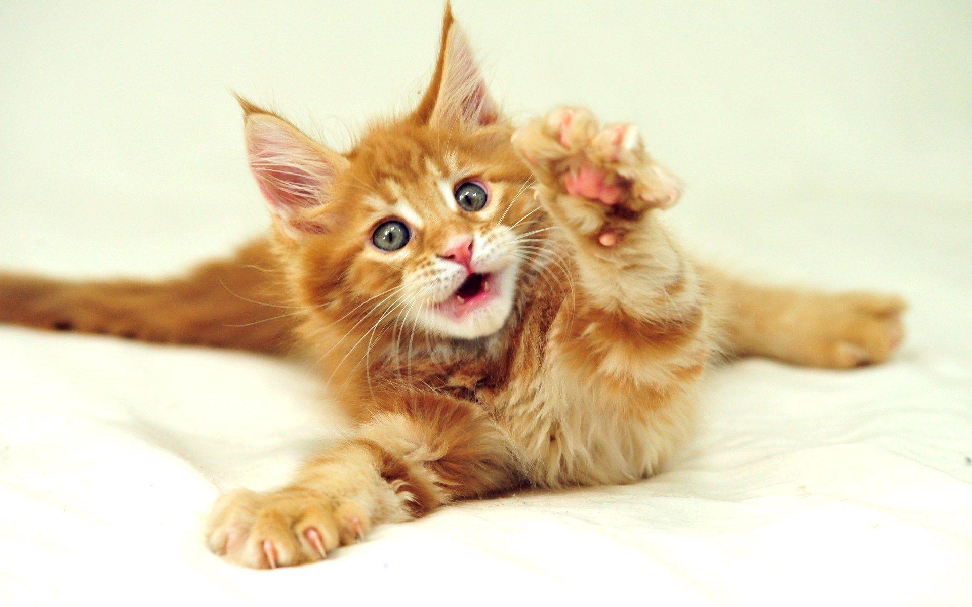 1920x1200 Funny Cat Desktop Wallpaper .