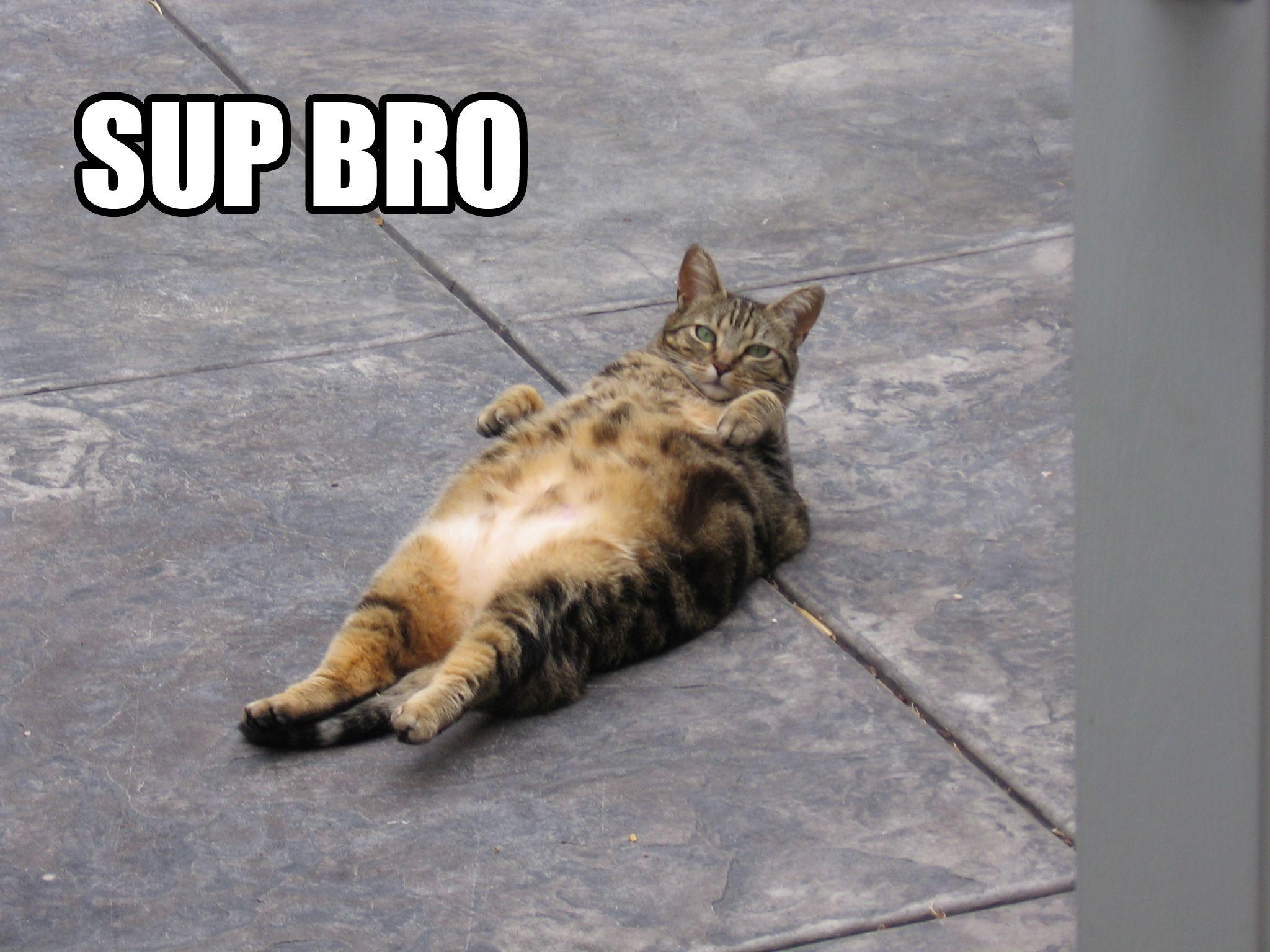 2048x1536 Lol Cat