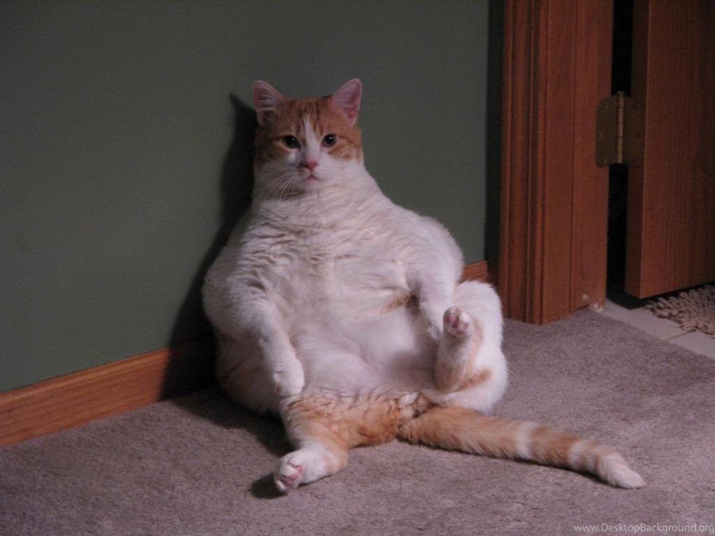 1024x768 Funny Cat Wallpaper HD FREE Android .