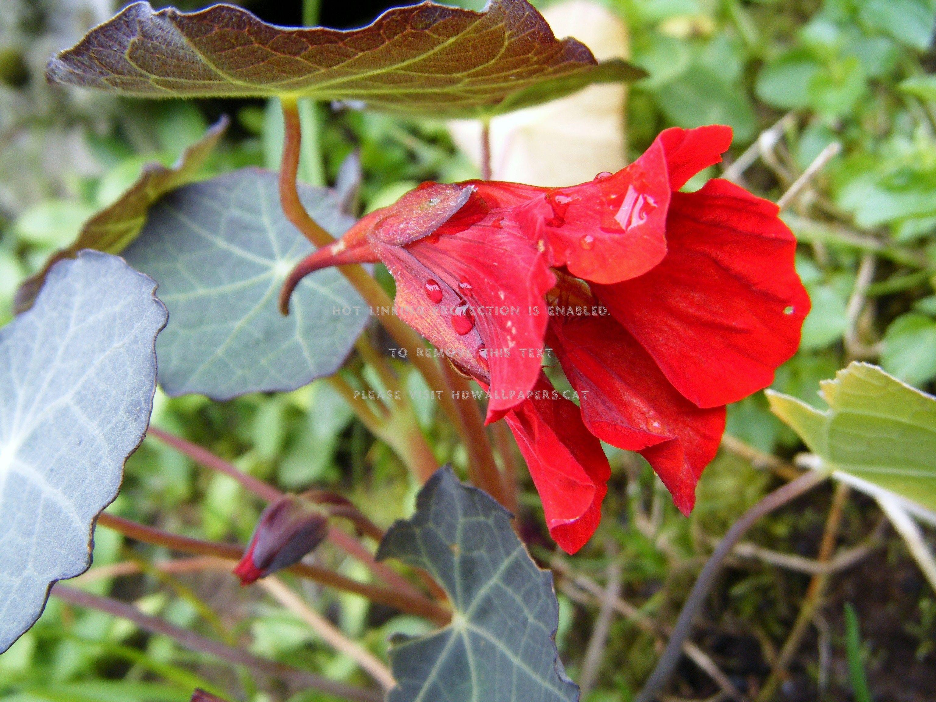 Nasturtium Wallpapers - Top Free Nasturtium Backgrounds - WallpaperAccess