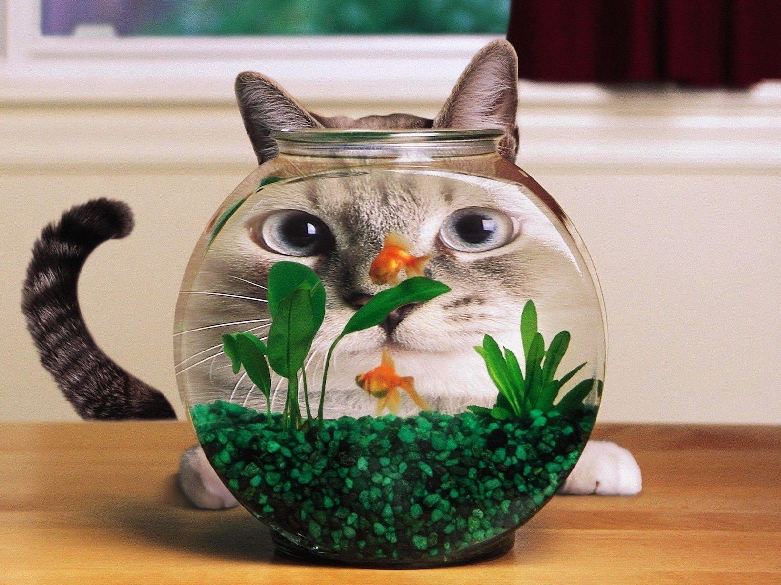 1600x1200 Funny Cat And Fish Wallpaper in Animals .com