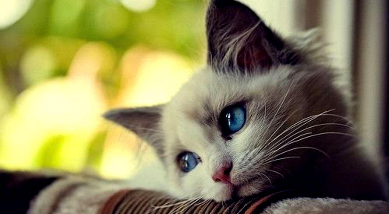 1284x706 Cute Funny Cat Wallpaper & Image .